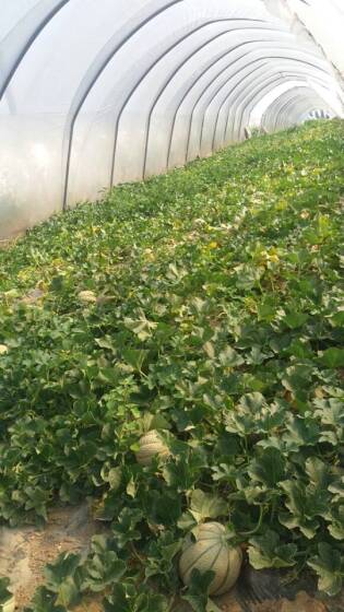 Visite ai fornitori - Giugno 2017 - Francescon 3