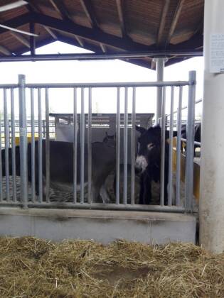 Visita ai laboratori Coop e a FICO Eataly World - 5 giugno 2018 (9)