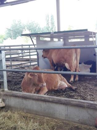 Visita ai laboratori Coop e a FICO Eataly World - 5 giugno 2018 (10)