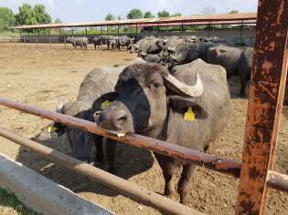 Campi Liberi a Castel Volturno – Dall’1 al 7 luglio 2018