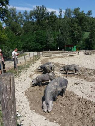 Visite ai fornitori - Giugno 2017 - a Rosa dell'Angelo - Sagem 5