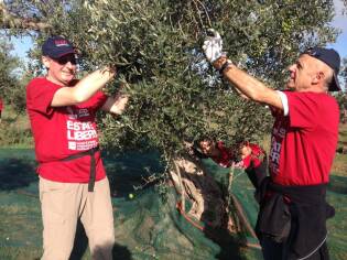 Campi Liberi - 17/23 ottobre 2016 - oro verde