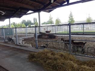 Visita ai laboratori Coop e a FICO Eataly World - 5 giugno 2018 (11)