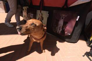 Human Dog 2019 nuovo grande successo per l'inaugurazione (6)