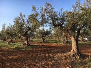 Campi Liberi - 17/23 ottobre 2016 - oro verde