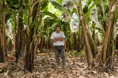 Banane-Peru-Copyright-CLAC-Photographer-Midaly-Garcia-Huaman