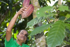 Cacao-Cooperativa-COOPROAGRO-Copyright-CLAC-Photographer-Fausto-Fontana