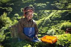 Te-The-United-Nilgiri-Tea-Estates-Co.-Ltd.-Copyright-Fairtrade-NAPP