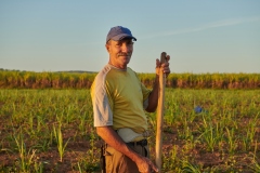 Zucchero-di-canna-Cooperativa-UBPC-Copyright-CLAC