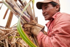 Zucchero-di-canna2-Cooperativa-UBPC-Copyright-CLAC