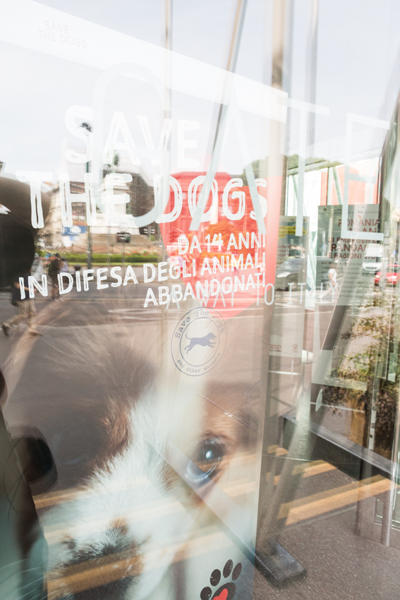 Save the Dogs and other Animals al Gate – 05 luglio 2016