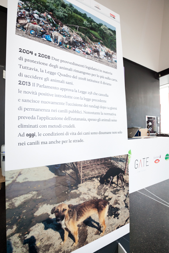 Save the Dogs and other Animals al Gate – 05 luglio 2016