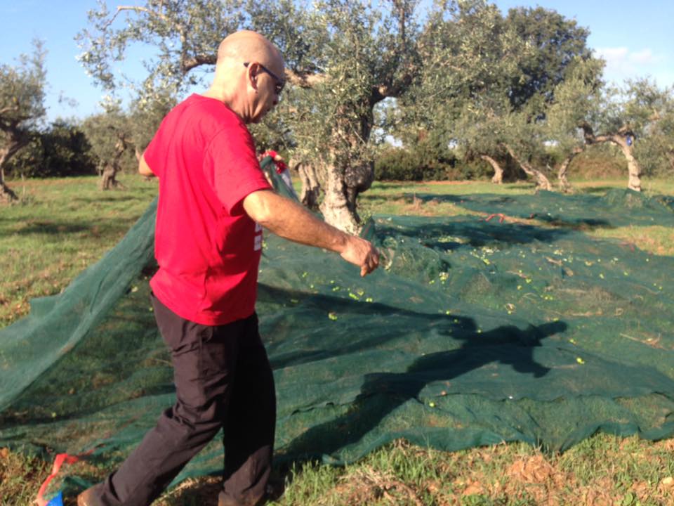 Campi Liberi - 17/23 ottobre 2016 - oro verde
