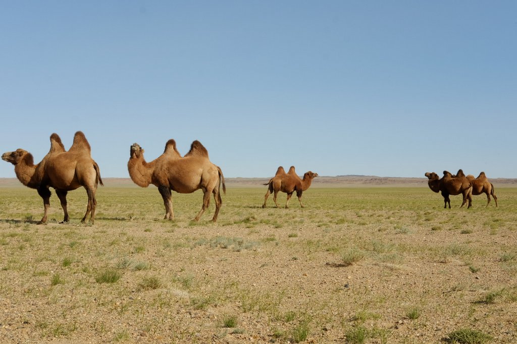 Mongol Rally viaggio ai confini del mondo