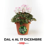 Ciclamini Verde Speranza a sostegno della Ricerca oncologica