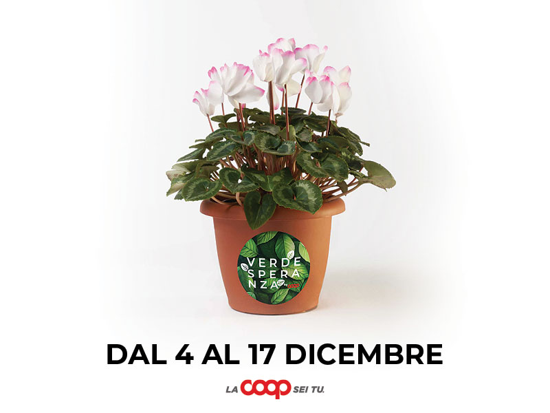 Ciclamini Verde Speranza per sostenere la Ricerca oncologica