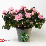 Azalea Coop ricerca oncologica 2026